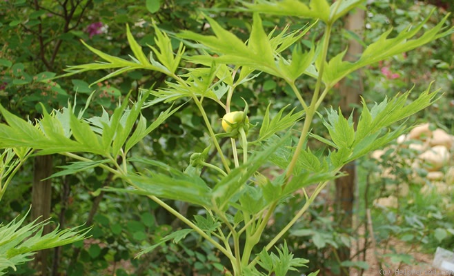 'Ludlowii' peony photo