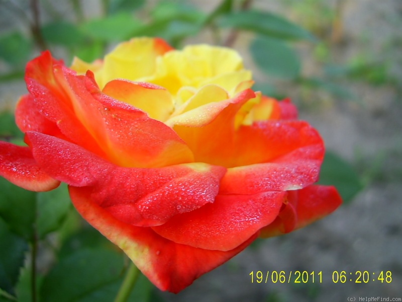 'Samba ® (floribunda, Kordes, 1964)' rose photo