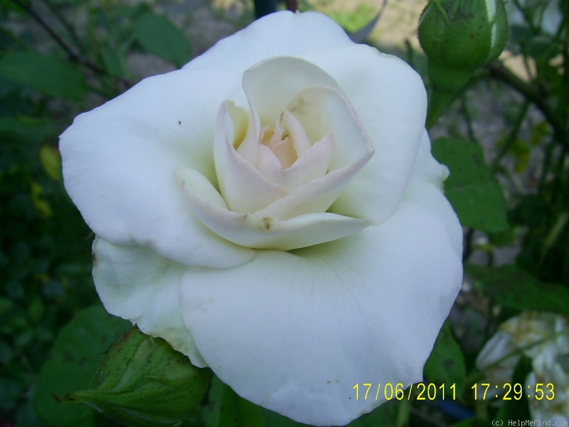 'Swan Lake' rose photo