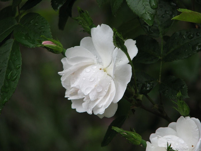 'Nastarana' rose photo