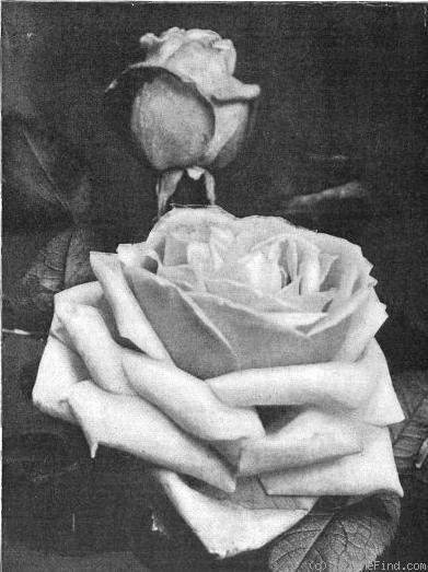 'Dr. William Gordon' rose photo