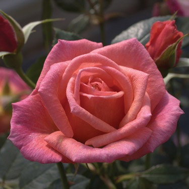 'Electric Lady' rose photo