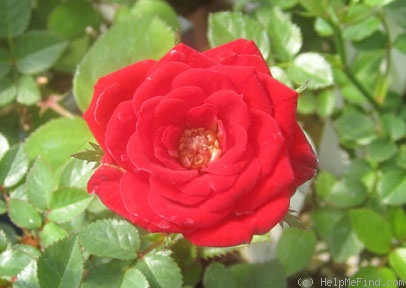 'Red Minimo ™' rose photo