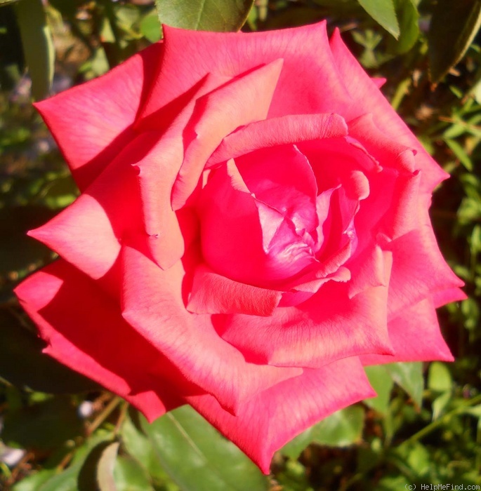 'Dolly Parton' rose photo