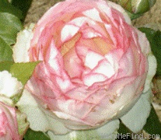 'Rose Optimiste ®' rose photo