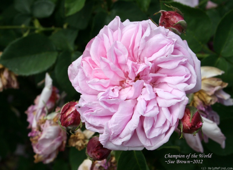 'Champion of the World' rose photo