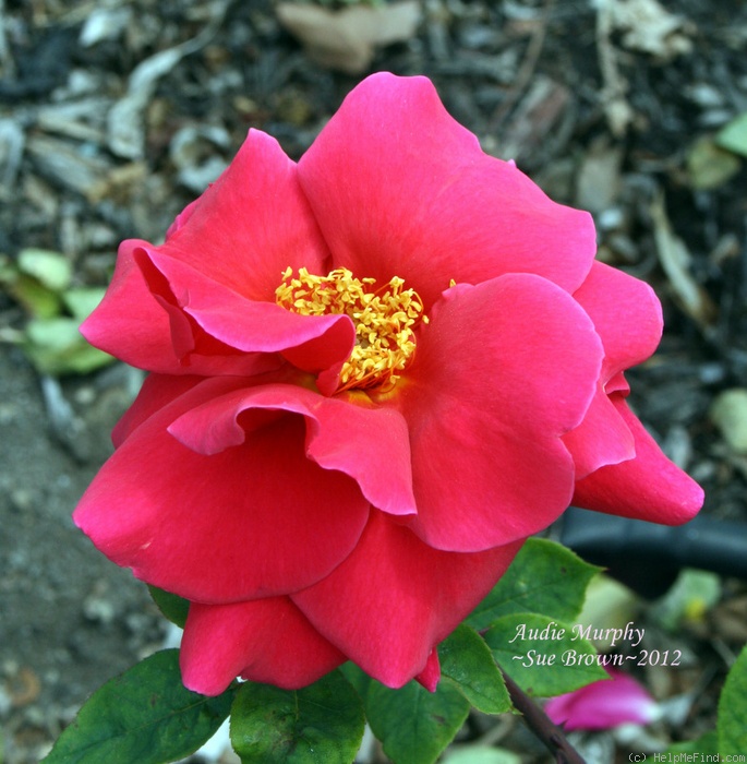 'Audie Murphy' rose photo