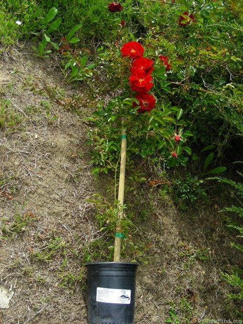 'Red Ribbons ®' rose photo