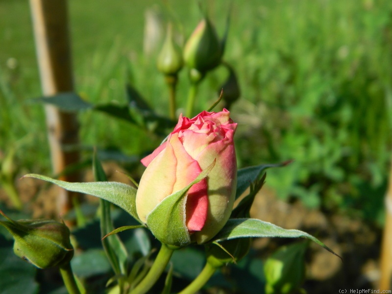 'Eyes for You ®' rose, click to enlarge 'Eyes for You ®' rose photo