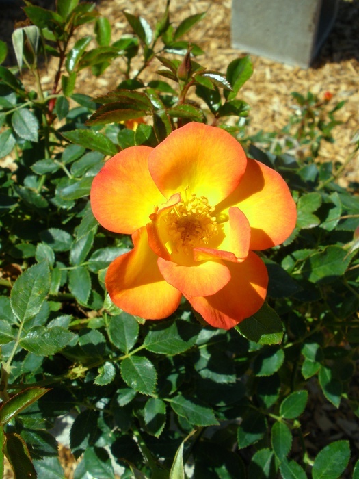'Playgold ™ (Miniature, Moore, 1997)' rose photo