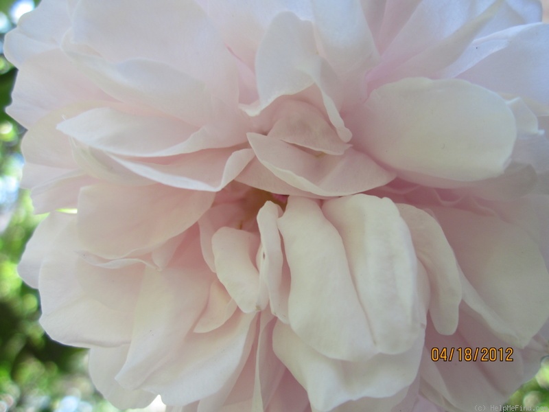 'Baty's Pink Pillar' rose photo
