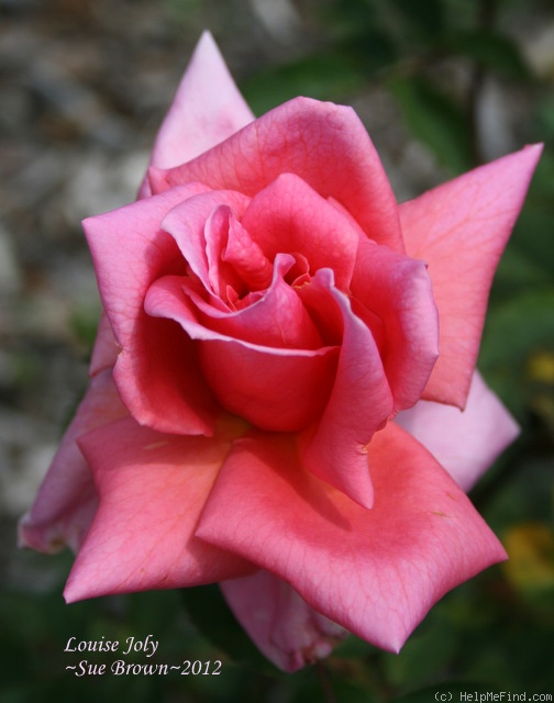 'Louise Joly' rose photo