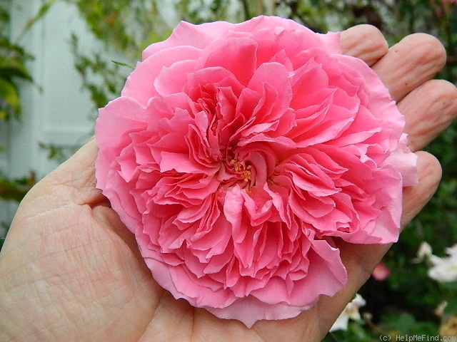 'TooCuteChild' rose photo