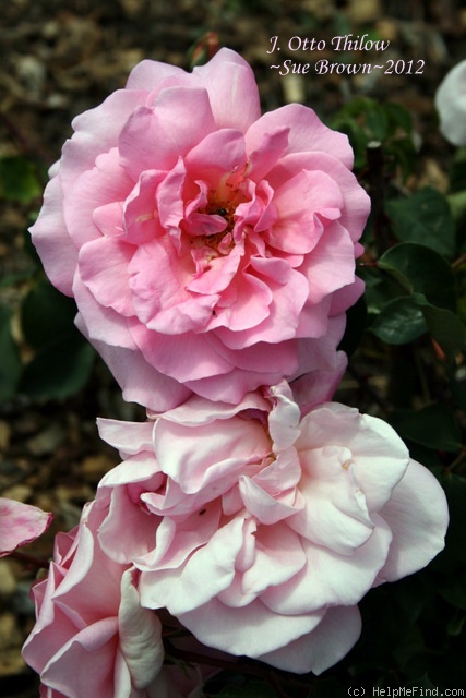 'J. Otto Thilow' rose photo
