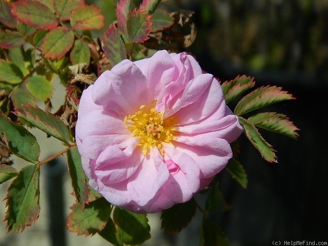 'OADEFED' rose, click to enlarge 'OADEFED' rose photo