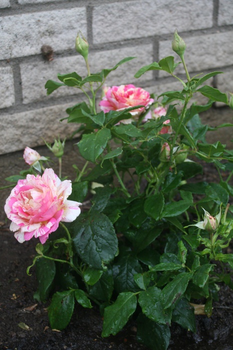 'Claude Monet ® (Hybrid Tea, Christensen, 1992)' rose photo