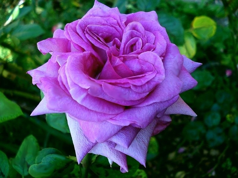 'Chartreuse de Parme' rose, click to enlarge 'Chartreuse de Parme' rose photo
