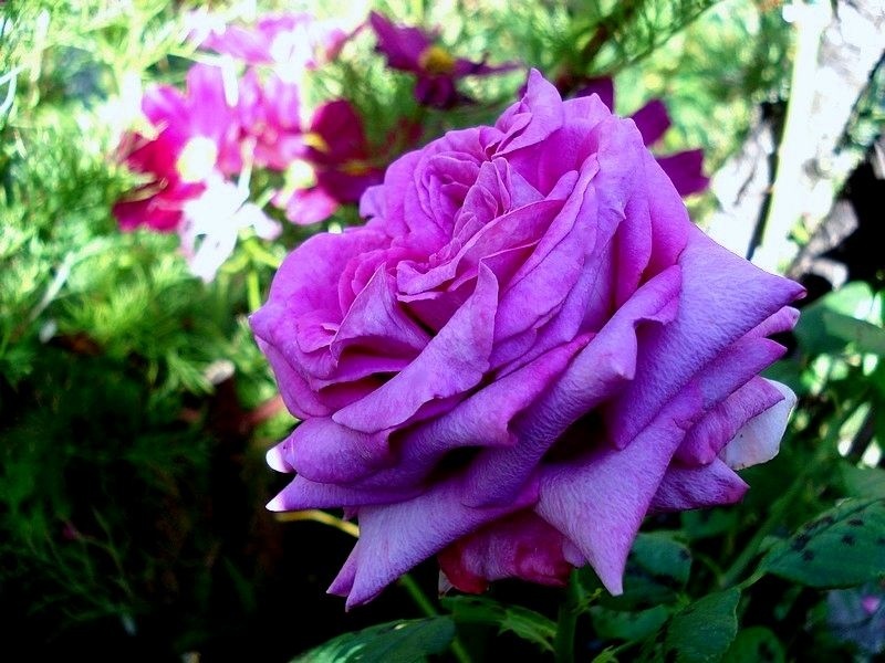 'Chartreuse de Parme' rose, click to enlarge 'Chartreuse de Parme' rose photo