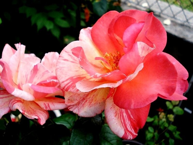 'Paul Gauguin ® (Shrub, Delbard 2006)' rose photo