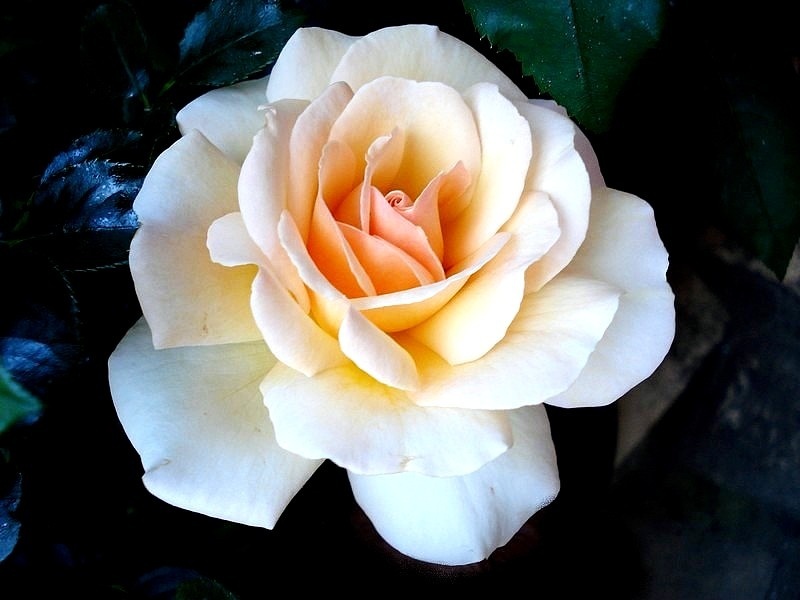 'Jean-Pierre Foucault ®' rose photo