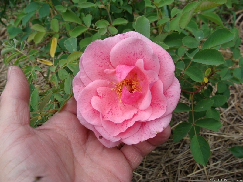 'A3301' rose photo