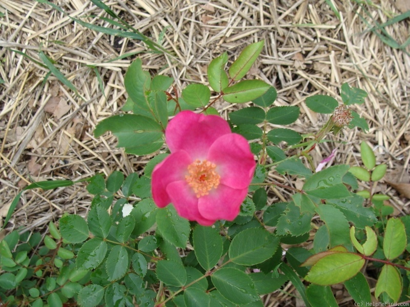 'B1301' rose photo