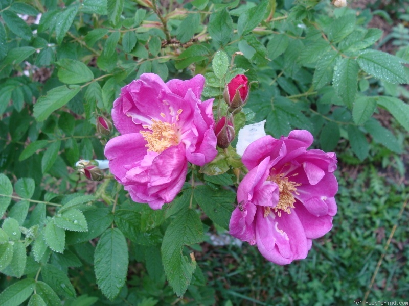 'B6901' rose photo