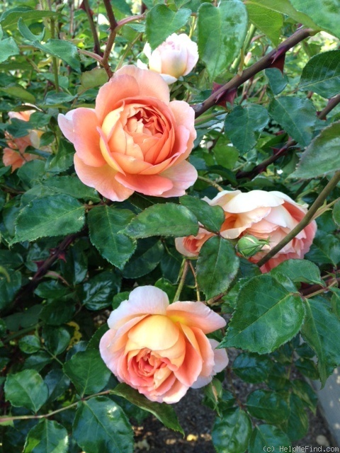 'Pat Austin ™' rose photo