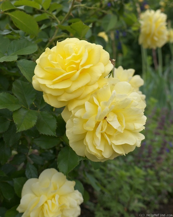 'Yellow Brick Road' rose photo