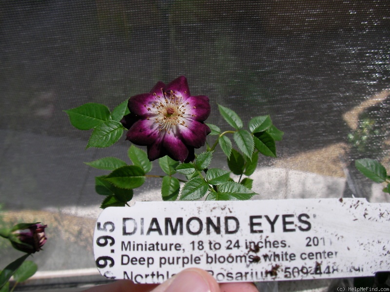 'Diamond Eyes' rose photo