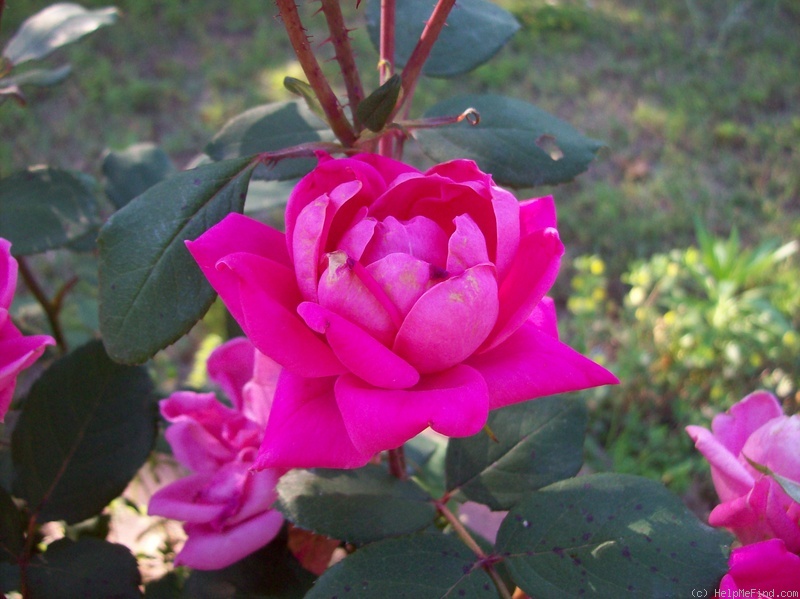 'RADtkopink' rose photo