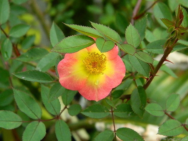 '1-72-1DLFED6' rose photo
