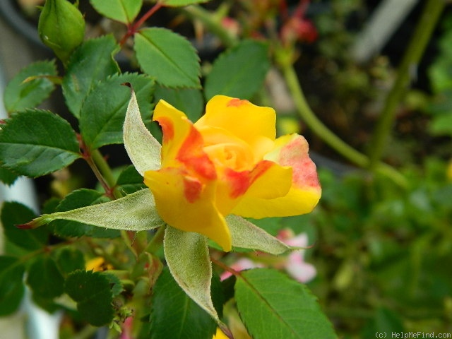 'Golden Horizon ™' rose photo