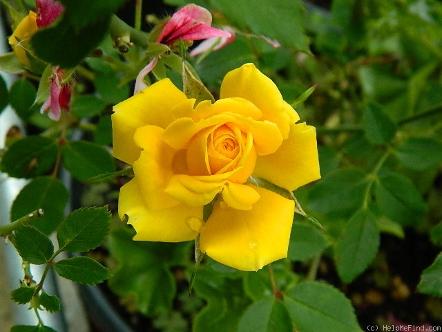 'Golden Horizon ™' rose photo