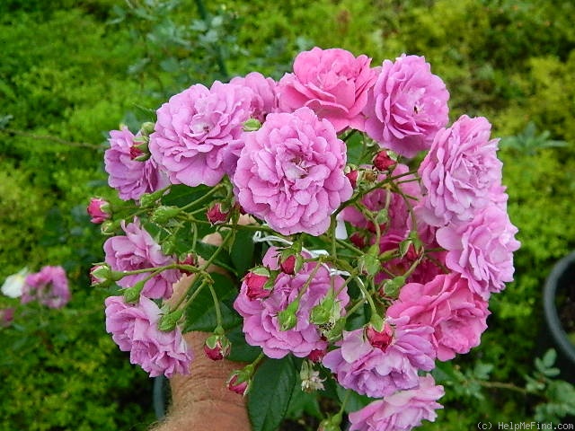 'Werner von Blon' rose photo