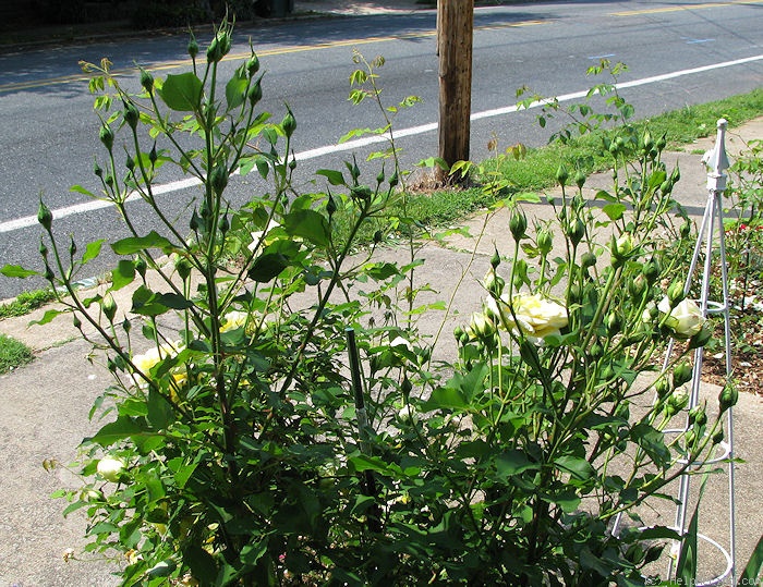 'Golden Fairy Tale ™' rose photo