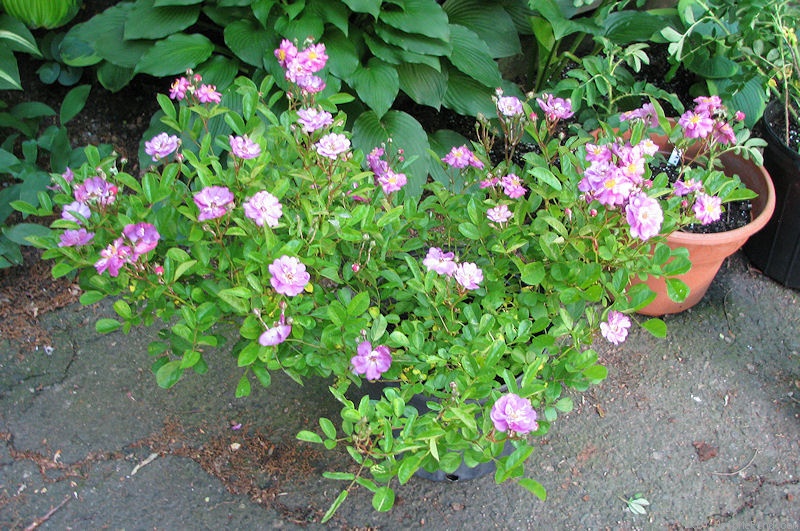 'Heinrich Karsch (Polyantha, Leenders, 1927)' rose photo