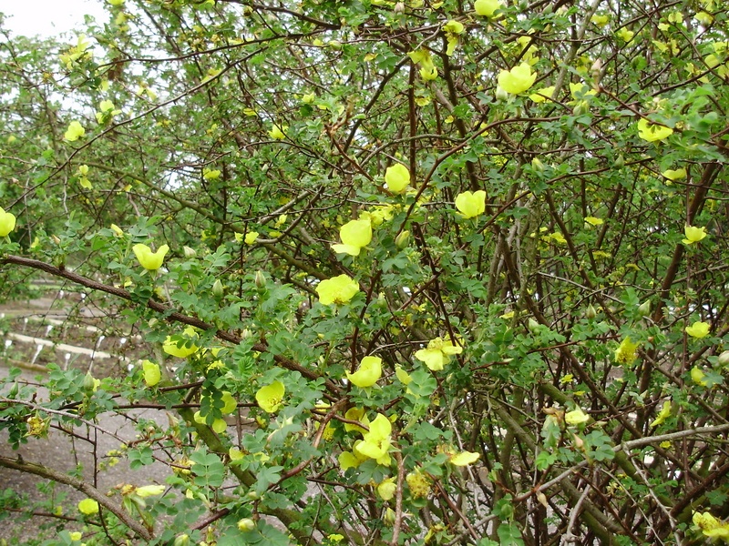 'Helen Knight' rose photo