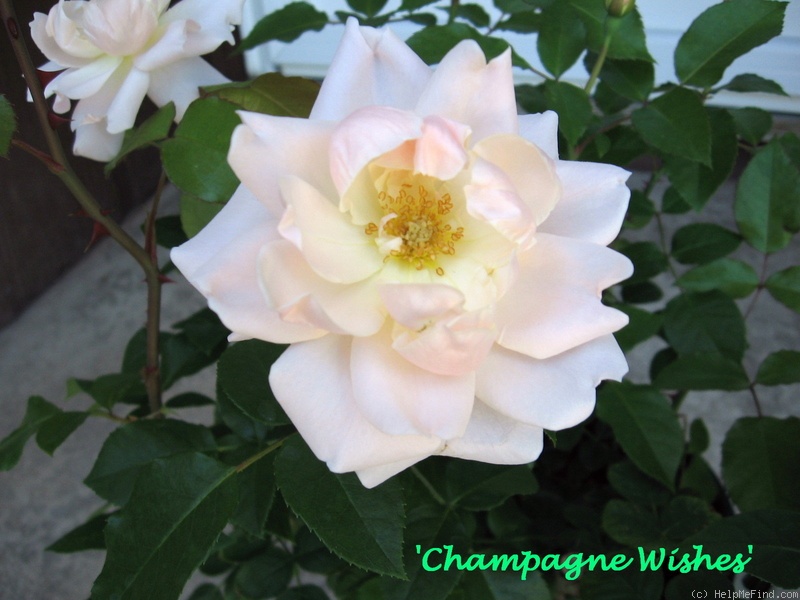 'Champagne Wishes' rose photo