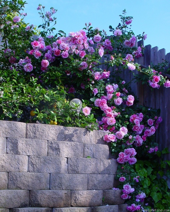 'Flamingo Dancer' rose photo