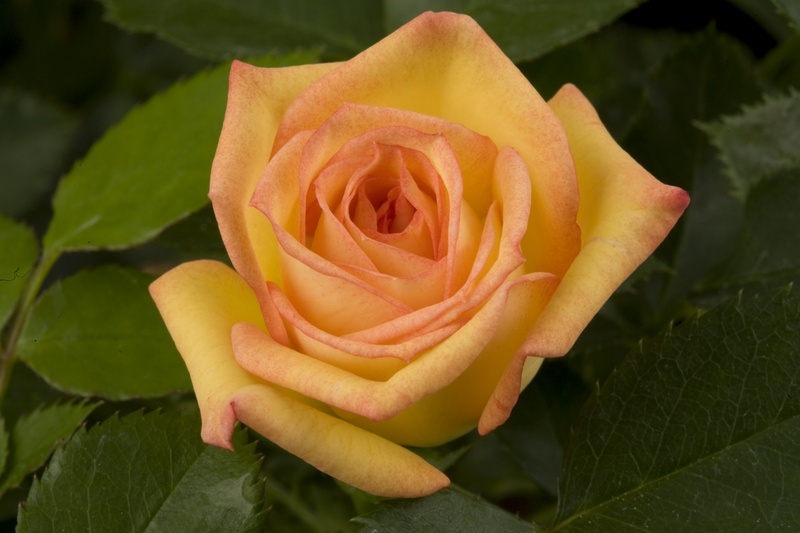 'Sunswept ™' rose photo
