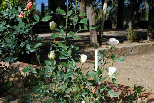 'Candida (hybrid banksia, Embriaco, 1993)' rose photo