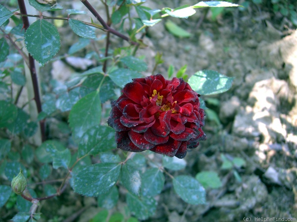 'Diavoletta' rose photo