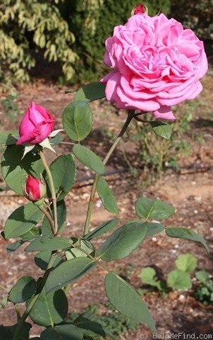 'Mrs. Bryce Allan (Hybrid Tea, Dickson 1916)' rose photo