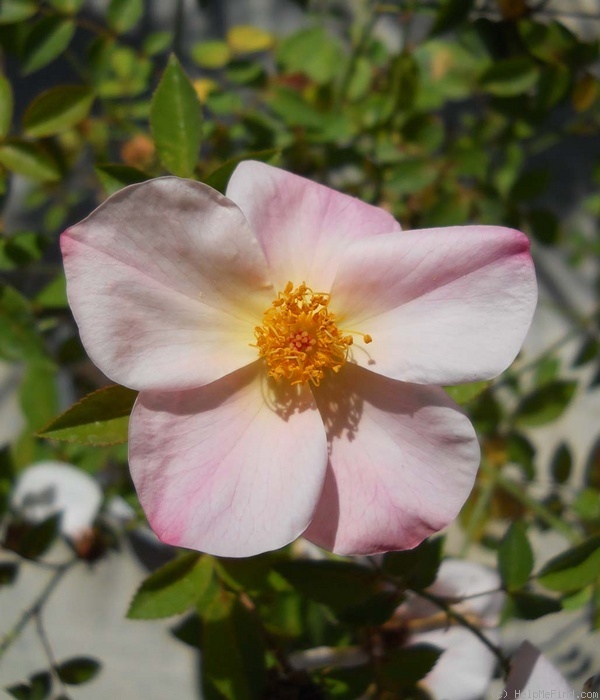 '2BY2XOLGHER' rose photo