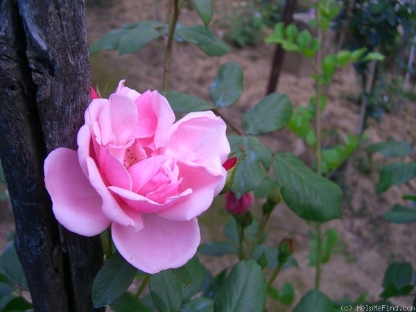 'Anneke Doorenbos (Floribunda, Doorenbos,1956)' rose photo