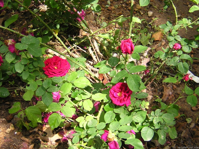 'Charles Lefèbvre' rose photo