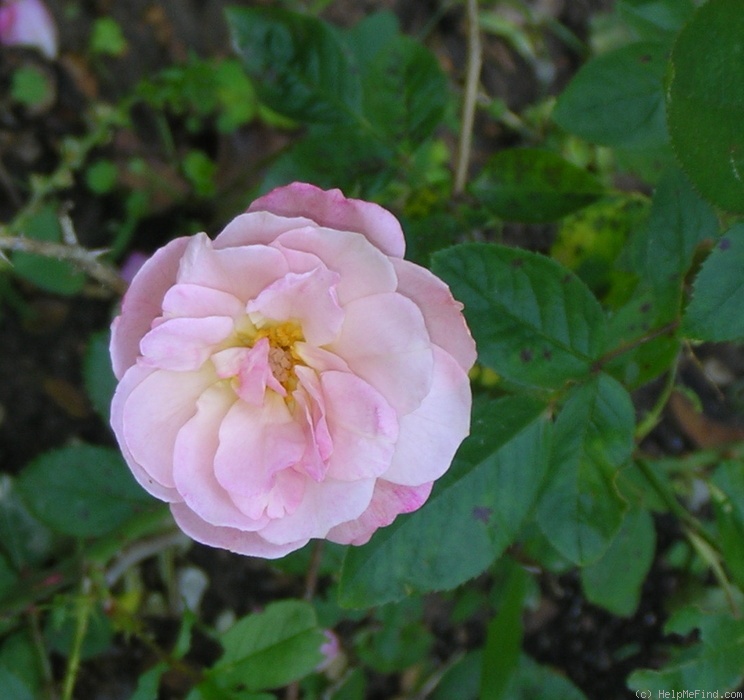 'Gravin Michel d'Ursel ®' rose photo
