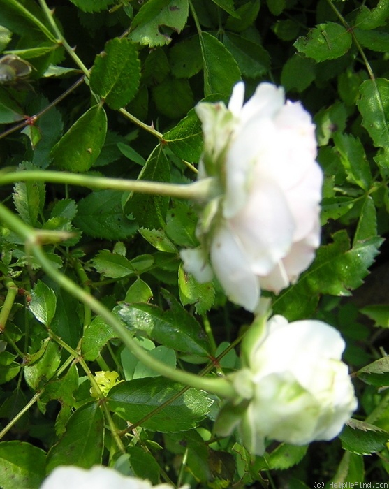 'Gruss an Zabern' rose photo
