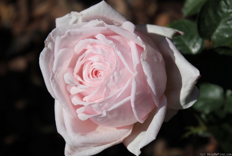 'Royal Highness' rose photo